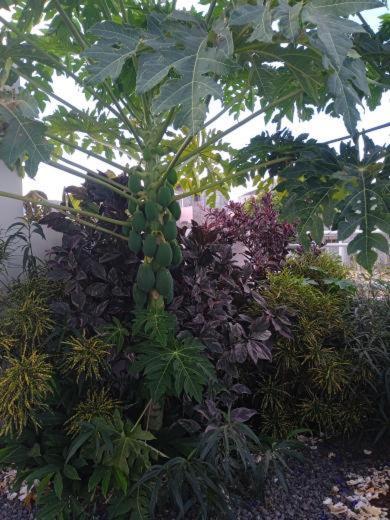 Kaza Papaya - Papaya House